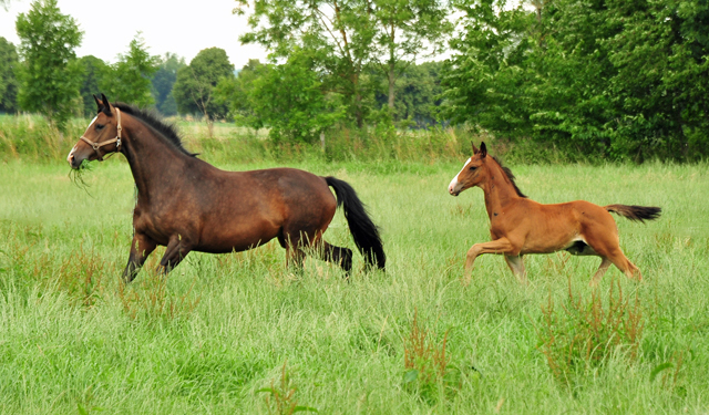 Thirica und ihr Sohn von Zauberdeyk im Trakehner Gestt Hmelschenburg - Foto: Beate Langels