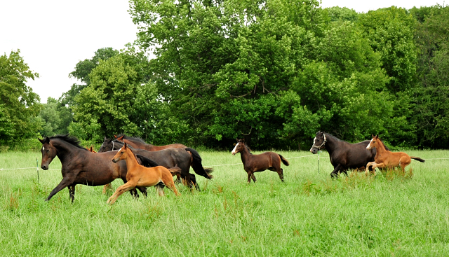 Stuten und Fohlen im Trakehner Gestt Hmelschenburg - Foto: Beate Langels