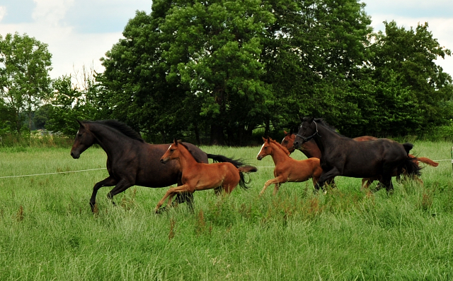 Stuten und Fohlen im Trakehner Gestt Hmelschenburg - Foto: Beate Langels