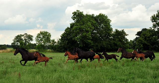 Stuten und Fohlen im Trakehner Gestt Hmelschenburg - Foto: Beate Langels