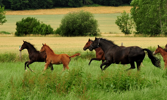 Stuten und Fohlen im Trakehner Gestt Hmelschenburg - Foto: Beate Langels