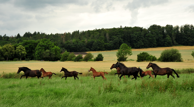 Stuten und Fohlen im Trakehner Gestt Hmelschenburg - Foto: Beate Langels