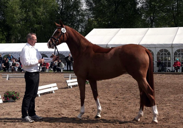 Siegerstute RIBANNA von Shavalou - Foto: Sigrun Wiecha