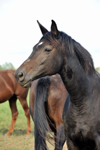  auf der Feldweide - im September 2013, Foto: Beate Langels, Trakehner Gestt Hmelschenburg - Beate Langels