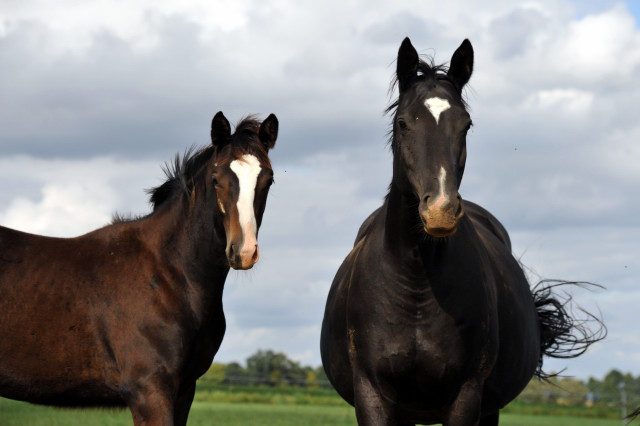  auf der Feldweide - im September 2013, Foto: Beate Langels, Trakehner Gestt Hmelschenburg - Beate Langels