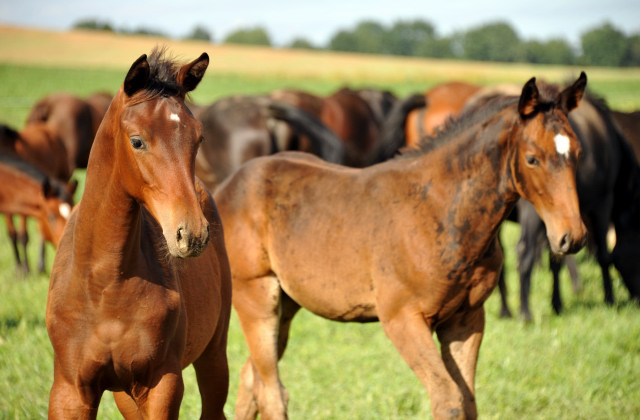  auf der Feldweide - im September 2013, Foto: Beate Langels, Trakehner Gestt Hmelschenburg - Beate Langels