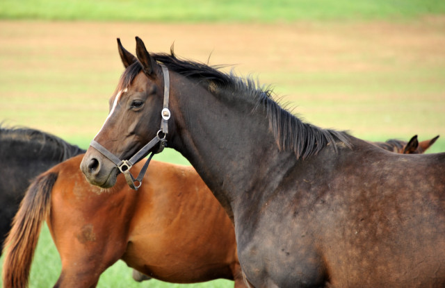 Prmienstute Schwalbenfeder v. Summertime - auf der Feldweide - im September 2013, Foto: Beate Langels, Trakehner Gestt Hmelschenburg - Beate Langels
