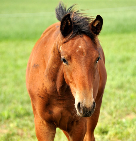 Klassic Touch von Oliver Twist - auf der Feldweide - im September 2013, Foto: Beate Langels, Trakehner Gestt Hmelschenburg - Beate Langels