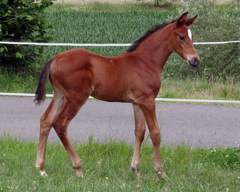 Trakehner Hengstfohlen von High Motion u.d. PrAw.Heart & Soul W v. Touch my Heart, Foto: Wimmer