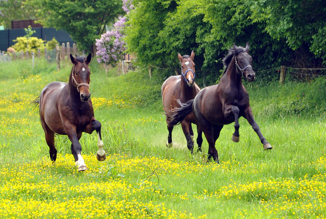 Gestüt Hämelschenburg am 11. Mai 2016