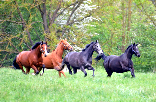 Gestüt Hämelschenburg am 11. Mai 2016