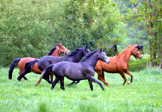 Gestüt Hämelschenburg am 11. Mai 2016