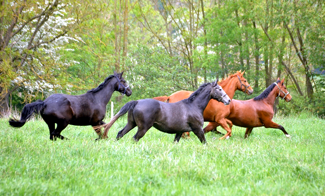 Gestüt Hämelschenburg am 11. Mai 2016