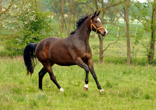 Tacyra von Saint Cyr - 19. Mai 2016  im
Trakehner Gestt Hmelschenburg