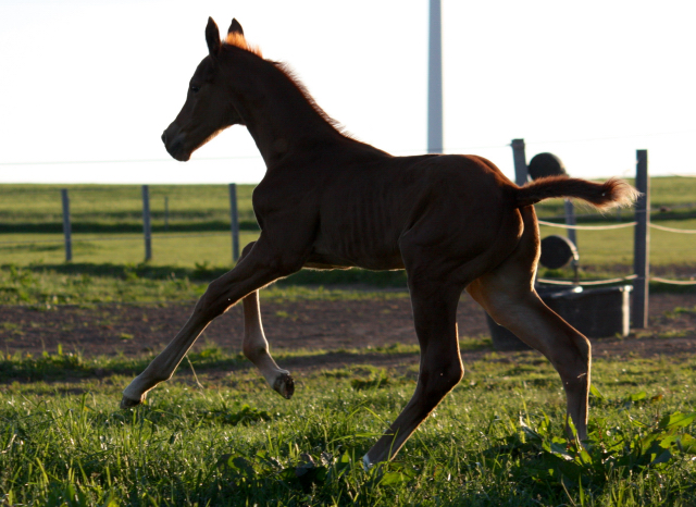 Hengstfohlen von High Motion x Wolkentanz - Foto: Markus Walter
