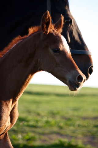 Hengstfohlen von High Motion x Wolkentanz - Foto: Markus Walter