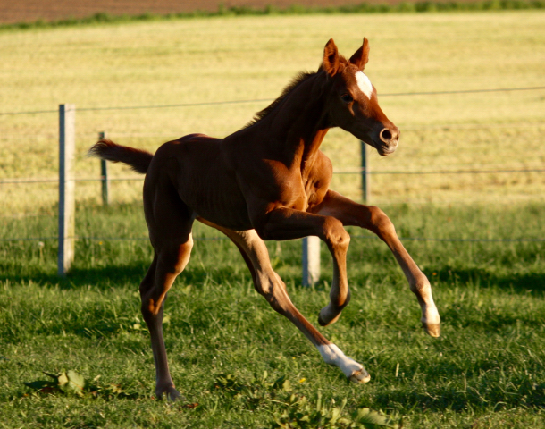 Hengstfohlen von High Motion x Wolkentanz - Foto: Markus Walter