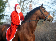 Trakehner Hengst Freudenfest im Dienste des Weihnachtsmanns