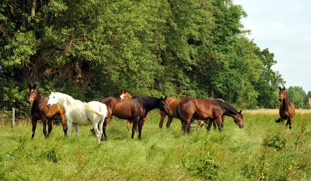 Die Gruppe der Wallache in Gestüt Schäplitz im Juni 2016 - Foto: Beate Langels -  Trakehner Gestüt Hämelschenburg