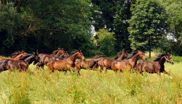 Jährlingshengste im Gestüt Schäplitz im Juni 2016 - Foto: Beate Langels -  Trakehner Gestüt Hämelschenburg