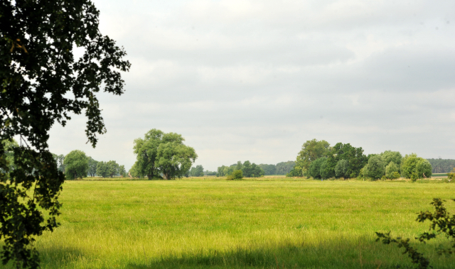 Schäplitz im Juni 2016 - Foto: Beate Langels -  Trakehner Gestüt Hämelschenburg