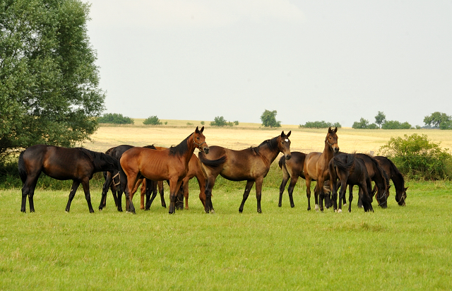 Jährlingsstuten im Gestüt Schäplitz im Juni 2016 - Foto: Beate Langels -  Trakehner Gestüt Hämelschenburg