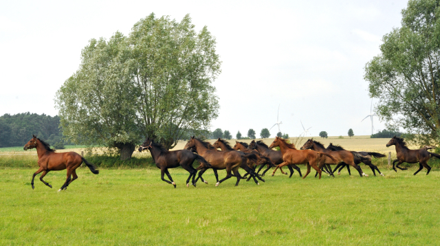 Jährlingsstuten im Gestüt Schäplitz im Juni 2016 - Foto: Beate Langels -  Trakehner Gestüt Hämelschenburg