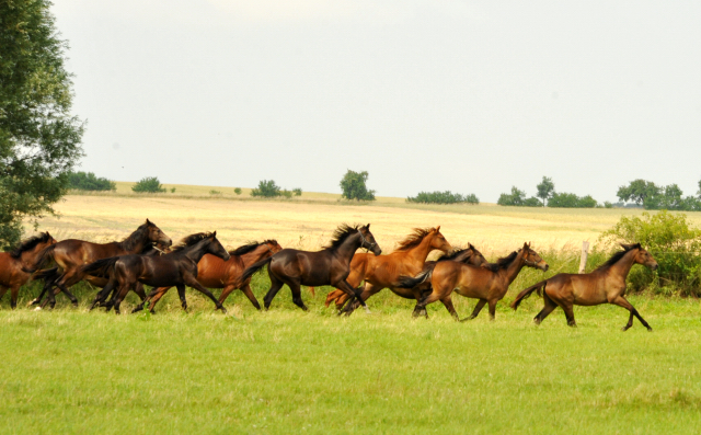 Jährlingsstuten im Gestüt Schäplitz im Juni 2016 - Foto: Beate Langels -  Trakehner Gestüt Hämelschenburg
