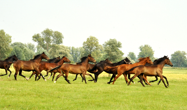 Jährlingsstuten im Gestüt Schäplitz im Juni 2016 - Foto: Beate Langels -  Trakehner Gestüt Hämelschenburg
