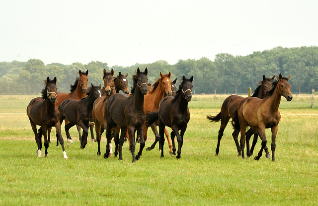 Jährlingsstuten im Gestüt Schäplitz im Juni 2016 - Foto: Beate Langels -  Trakehner Gestüt Hämelschenburg