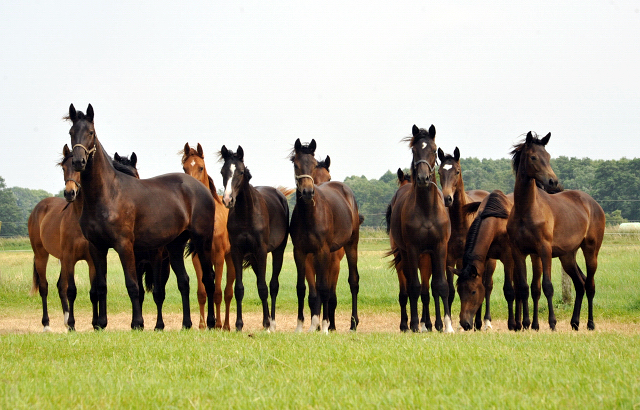 Jährlingsstuten im Gestüt Schäplitz im Juni 2016 - Foto: Beate Langels -  Trakehner Gestüt Hämelschenburg