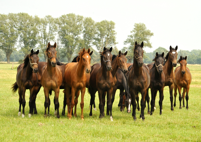 Jährlingsstuten im Gestüt Schäplitz im Juni 2016 - Foto: Beate Langels -  Trakehner Gestüt Hämelschenburg