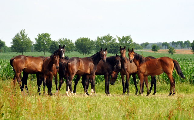 Jährlingshengste im Gestüt Schäplitz im Juni 2016 - Foto: Beate Langels -  Trakehner Gestüt Hämelschenburg