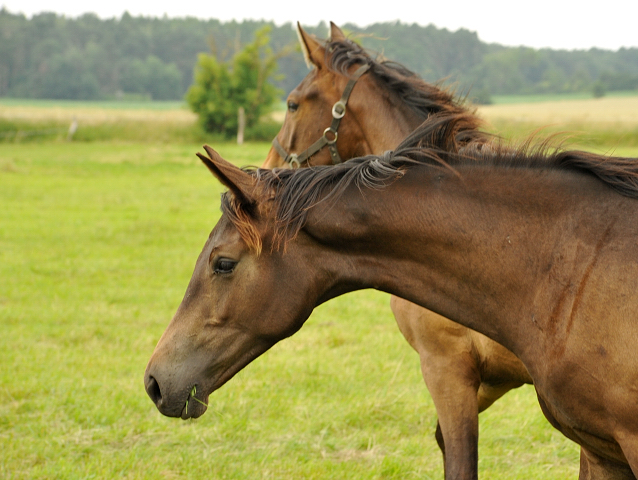 Jährlingsstuten im Gestüt Schäplitz im Juni 2016 - Foto: Beate Langels -  Trakehner Gestüt Hämelschenburg