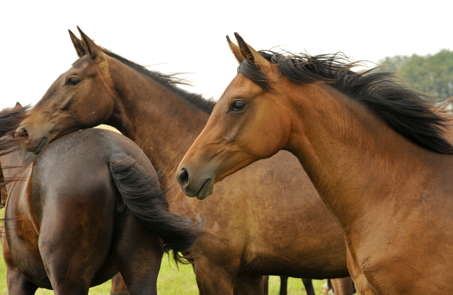 Schäplitz im Juni 2016 - Foto: Beate Langels -  Trakehner Gestüt Hämelschenburg