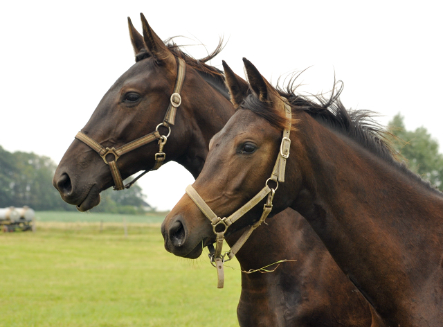 Gestt Schplitz im Juni 2016 - Foto: Beate Langels -  Trakehner Gestt Hmelschenburg