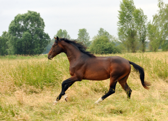 zweijähriger Hengst - im Gestüt Schäplitz im Juni 2016 - Foto: Beate Langels -  Trakehner Gestüt Hämelschenburg