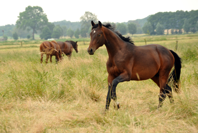 zweijähriger Hengst - im Gestüt Schäplitz im Juni 2016 - Foto: Beate Langels -  Trakehner Gestüt Hämelschenburg