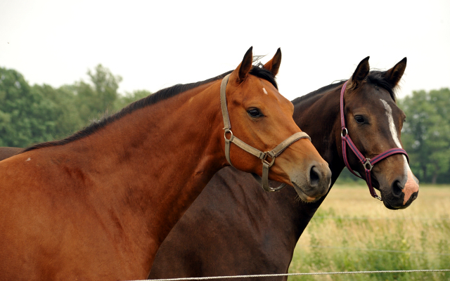 Schäplitz im Juni 2016 - Foto: Beate Langels -  Trakehner Gestüt Hämelschenburg