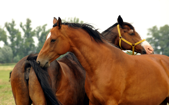 Schäplitz im Juni 2016 - Foto: Beate Langels -  Trakehner Gestüt Hämelschenburg