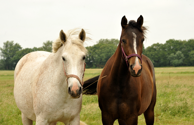 Schäplitz im Juni 2016 - Foto: Beate Langels -  Trakehner Gestüt Hämelschenburg