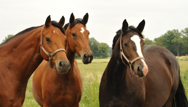 Kabriola (Mitte) - am 25. Juni 2016 - Foto: Beate Langels -  Trakehner Gestt Hmelschenburg