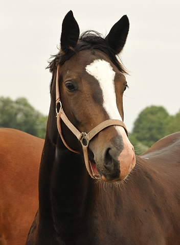 Schäplitz im Juni 2016 - Foto: Beate Langels -  Trakehner Gestüt Hämelschenburg