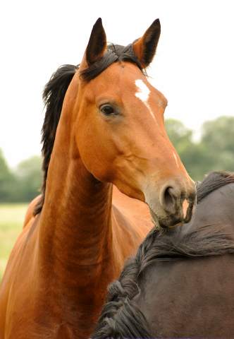 Schäplitz im Juni 2016 - Foto: Beate Langels -  Trakehner Gestüt Hämelschenburg