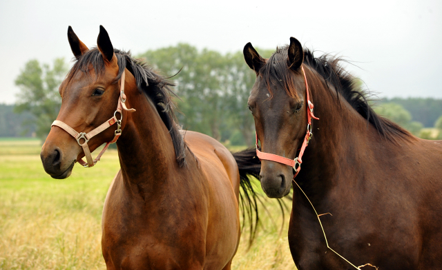 Schäplitz im Juni 2016 - Foto: Beate Langels -  Trakehner Gestüt Hämelschenburg