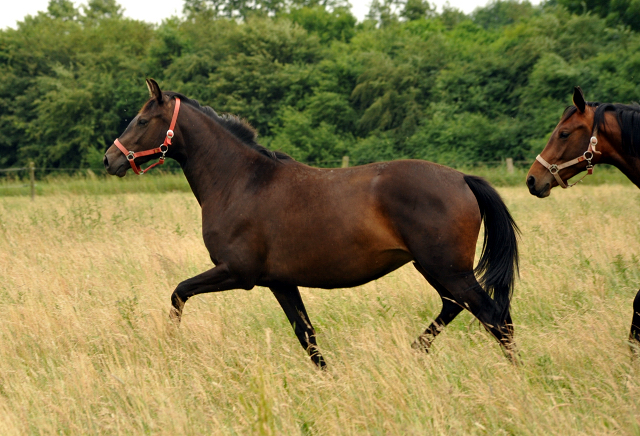 Schplitz im Juni 2016 - Foto: Beate Langels -  Trakehner Gestt Hmelschenburg