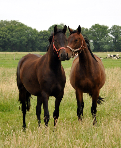 Schäplitz im Juni 2016 - Foto: Beate Langels -  Trakehner Gestüt Hämelschenburg