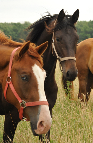 Schäplitz im Juni 2016 - Foto: Beate Langels -  Trakehner Gestüt Hämelschenburg