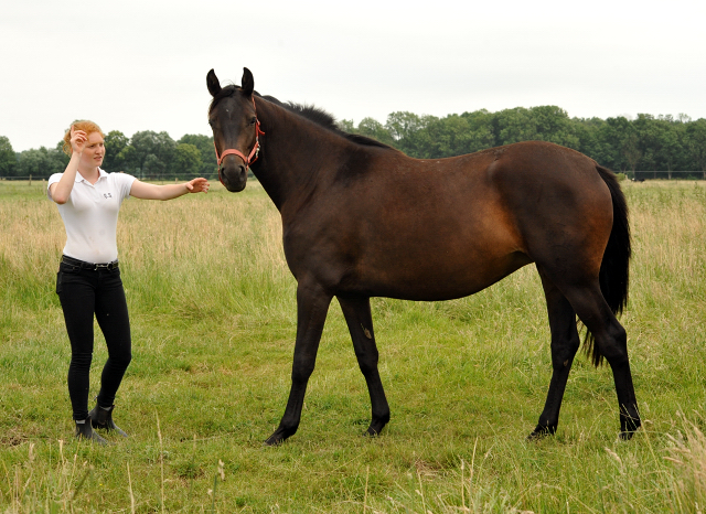 Schplitz im Juni 2016 - Foto: Beate Langels -  Trakehner Gestt Hmelschenburg