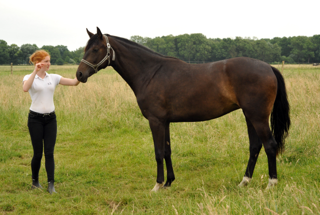 Schäplitz im Juni 2016 - Foto: Beate Langels -  Trakehner Gestüt Hämelschenburg